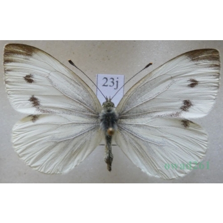 Pieris napi (Linnaeus, 1758) female Bielinek bytomkowiec Czech23j